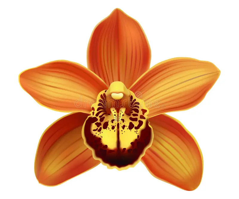 Orchidea – sprzedaż hurtowa kwiatów